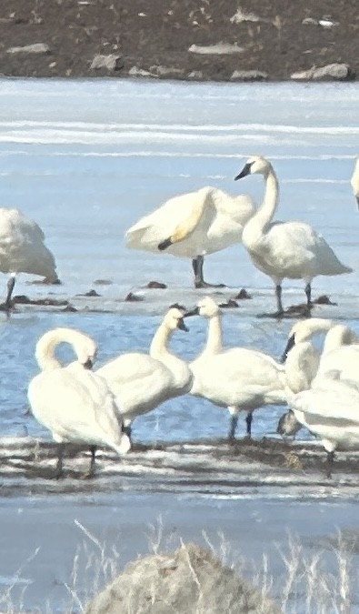 Beltxarga txistularia - ML615275522