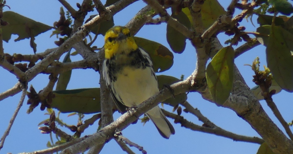 Black-throated Green Warbler - L.E. Quinlan