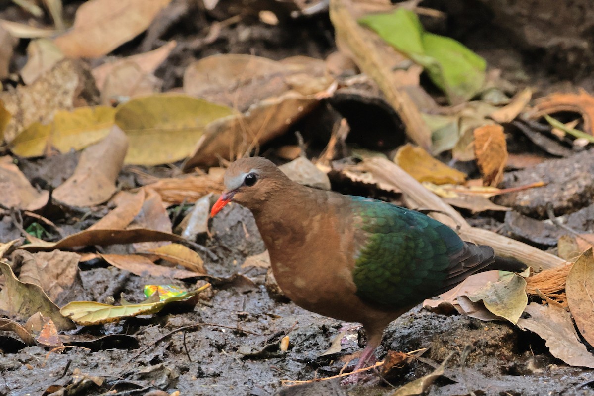 Asian Emerald Dove - ML615275579