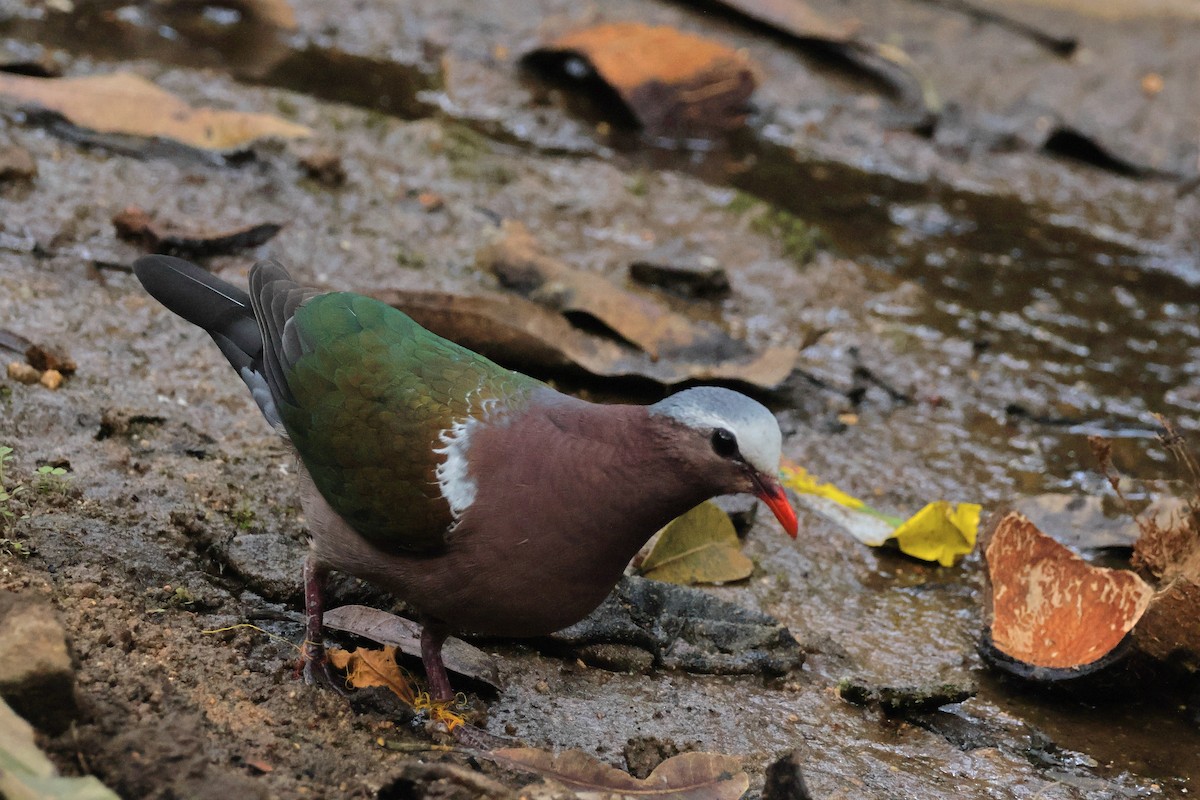 Asian Emerald Dove - ML615275588