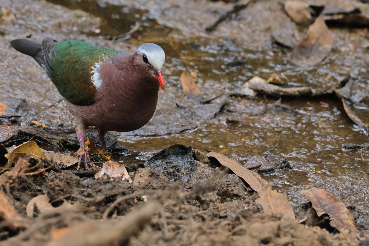 Asian Emerald Dove - ML615275599