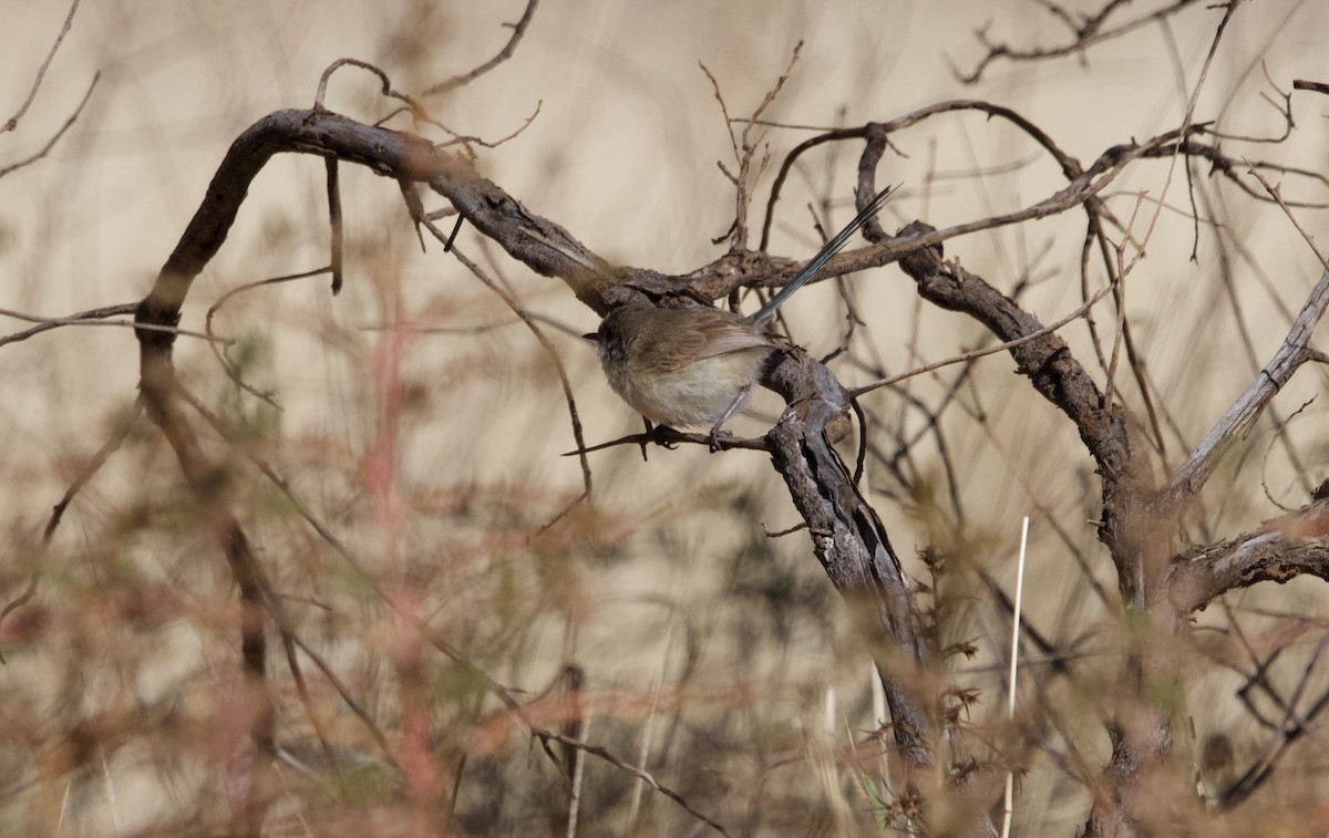 White-winged Fairywren - ML615275618