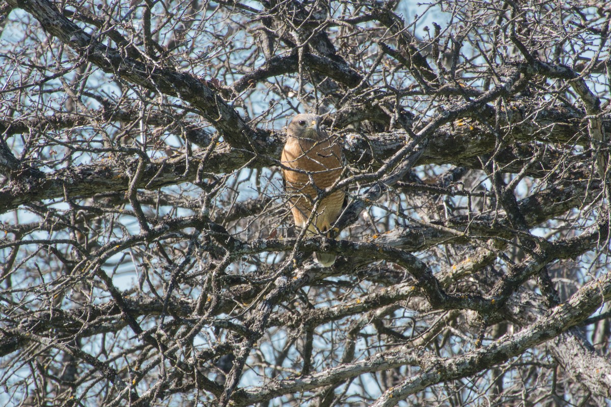 Red-shouldered Hawk - Larry Jordan