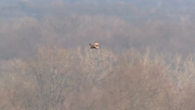 Rough-legged Hawk - ML615275629