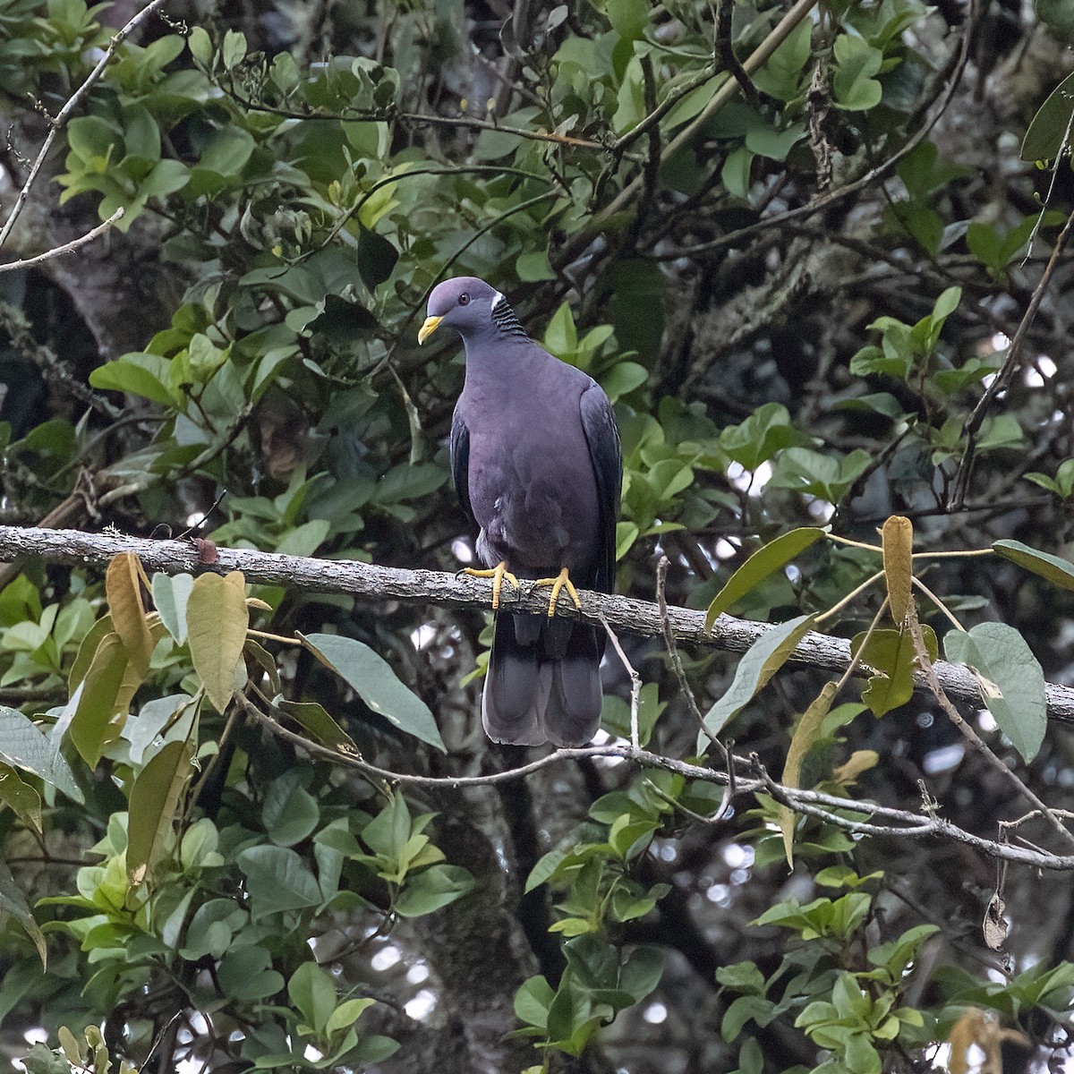 Band-tailed Pigeon - ML615275660