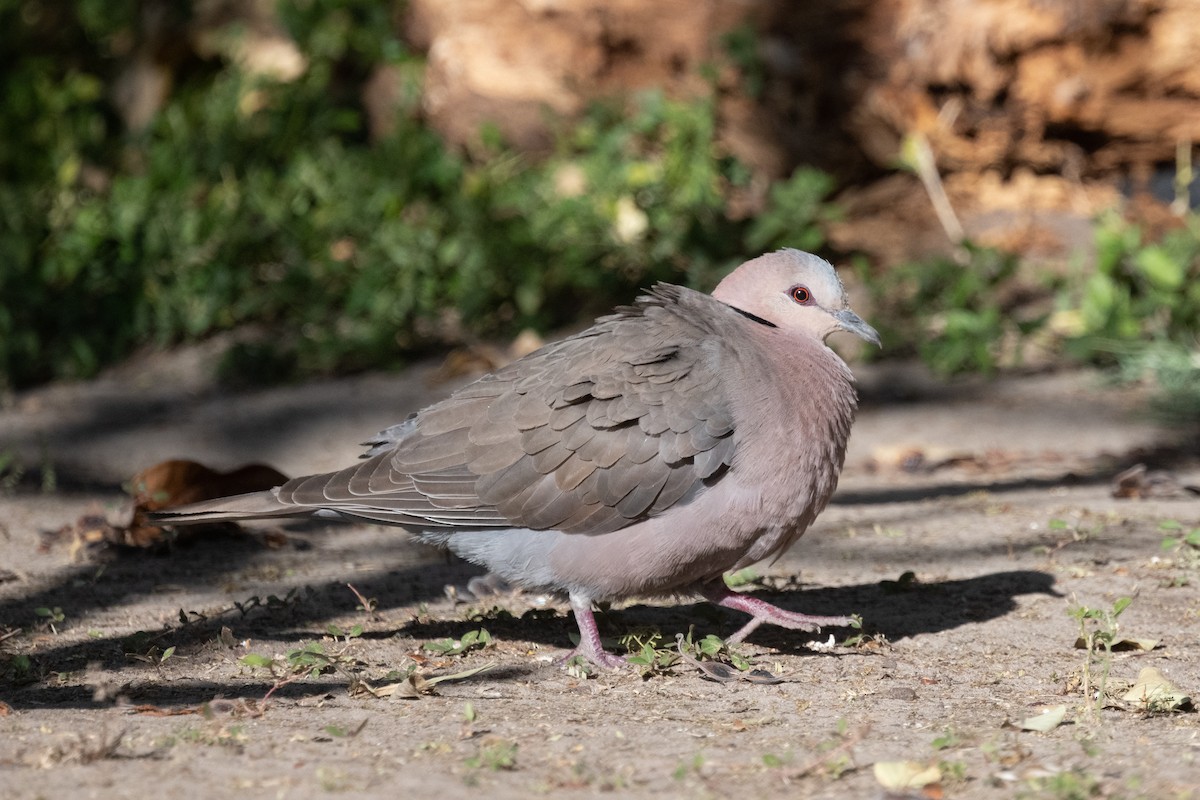 Red-eyed Dove - ML615275671