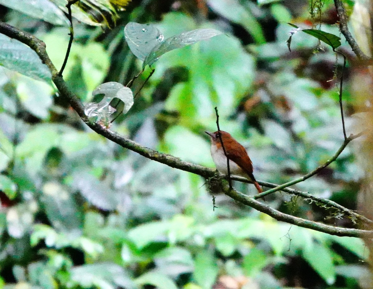 Chestnut-tailed Jungle Flycatcher (Philippine) - ML615275693