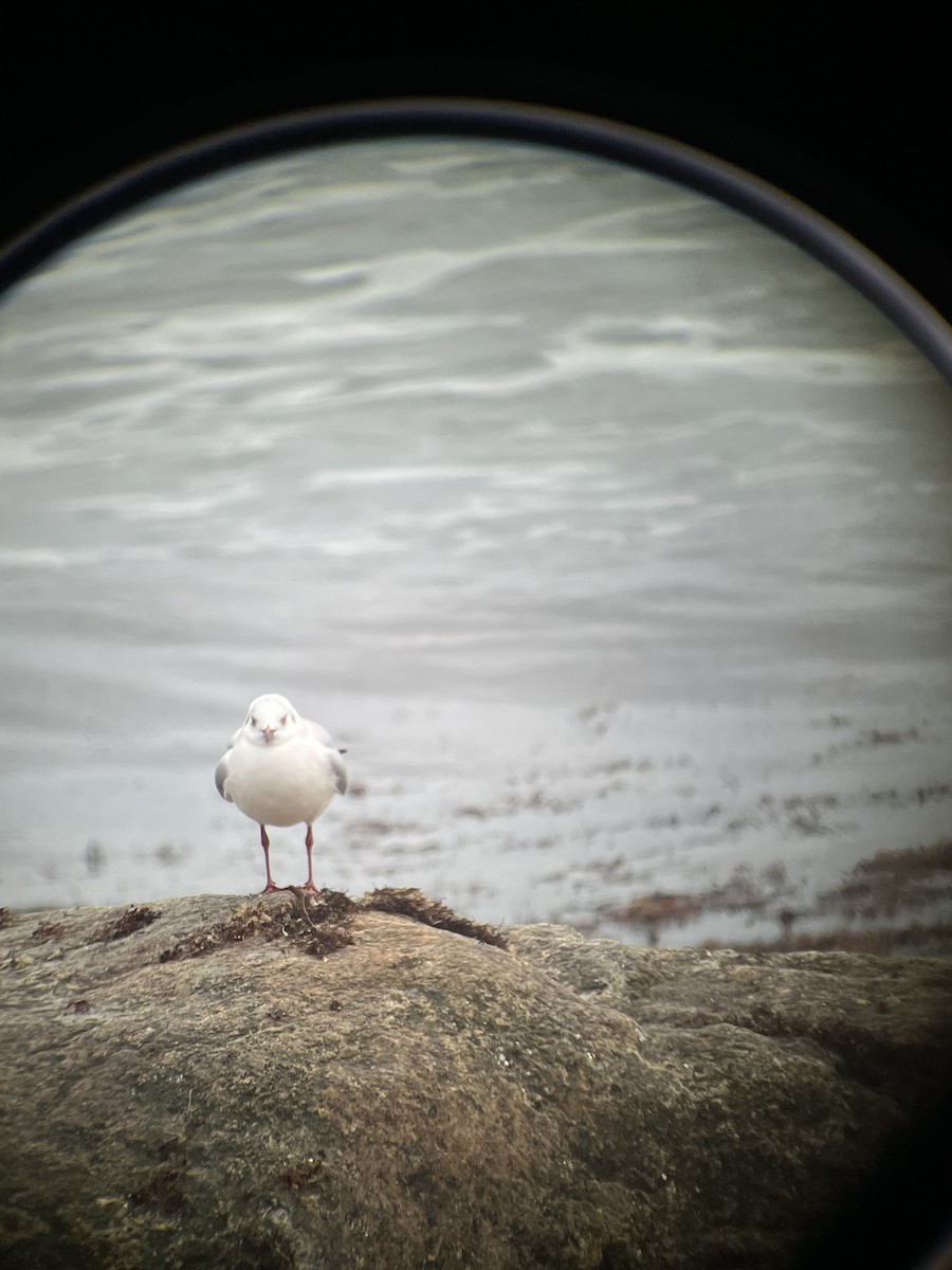 Black-headed Gull - Katie Rice