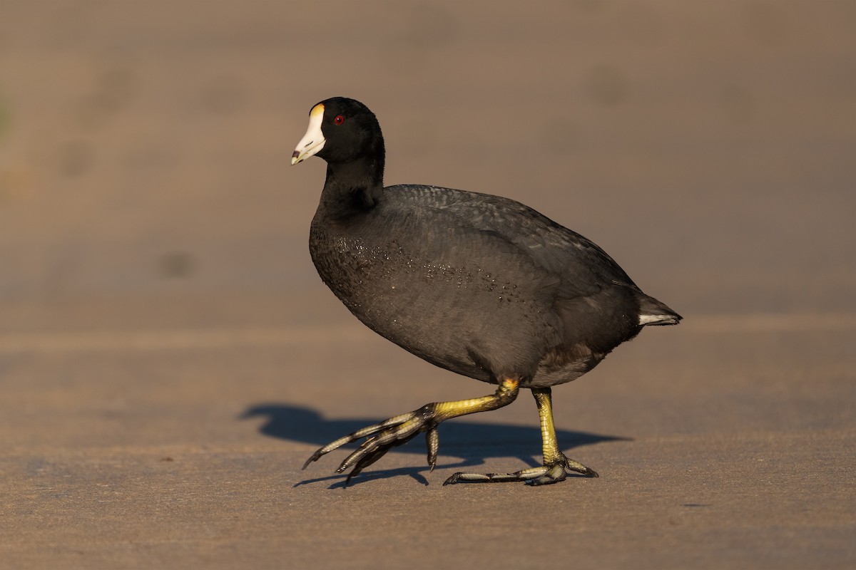 American Coot - ML615275763