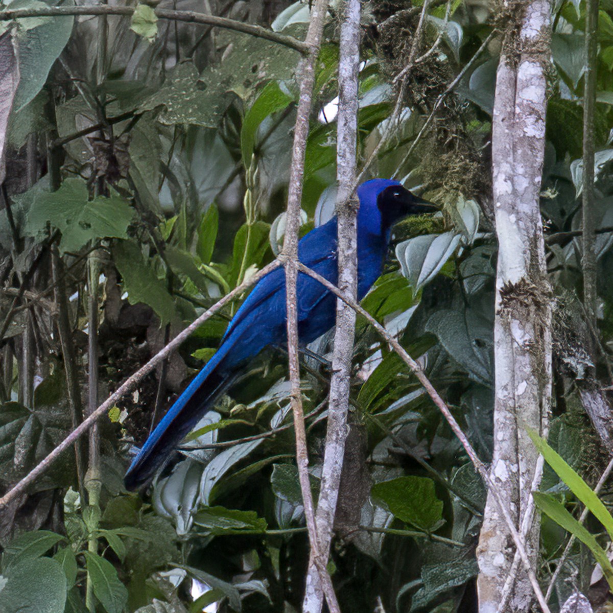 Black-collared Jay - Dan Vickers