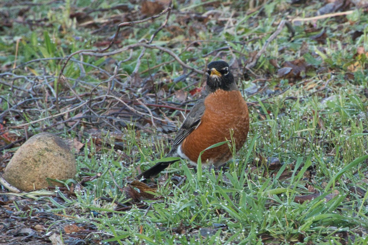 American Robin - ML615275810