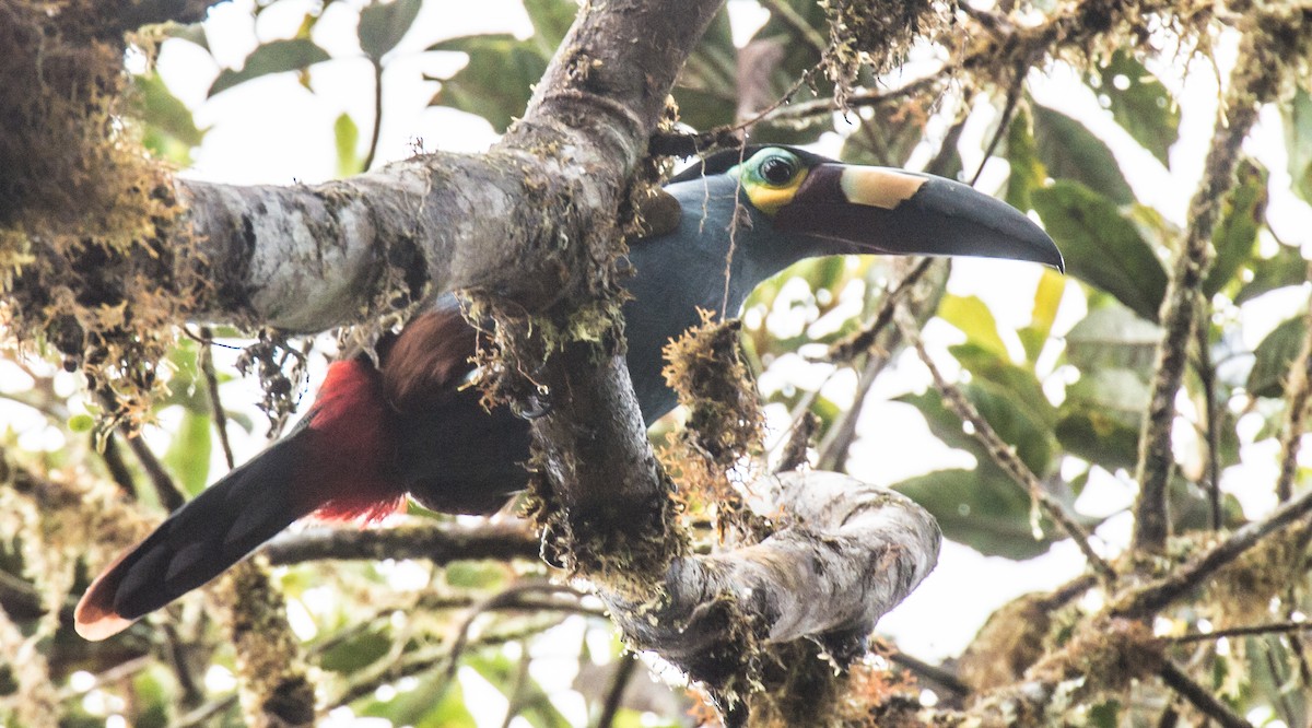 Plate-billed Mountain-Toucan - ML615275815