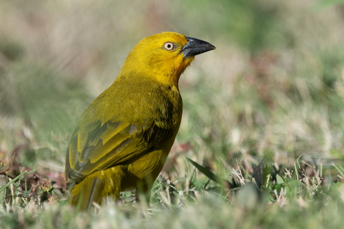 Holub's Golden-Weaver - ML615275827