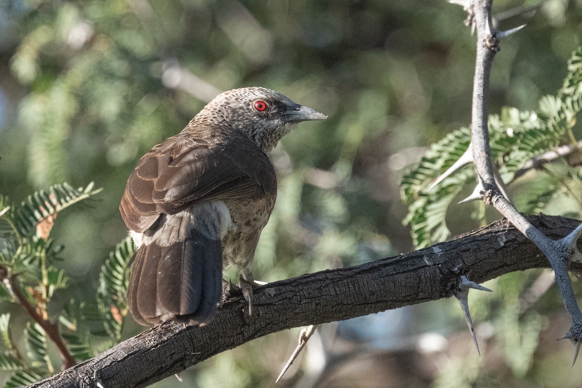 Arrow-marked Babbler - ML615275830