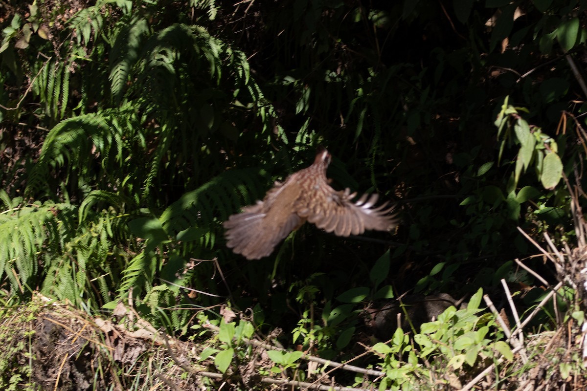 Long-tailed Wood-Partridge - Caleb Strand