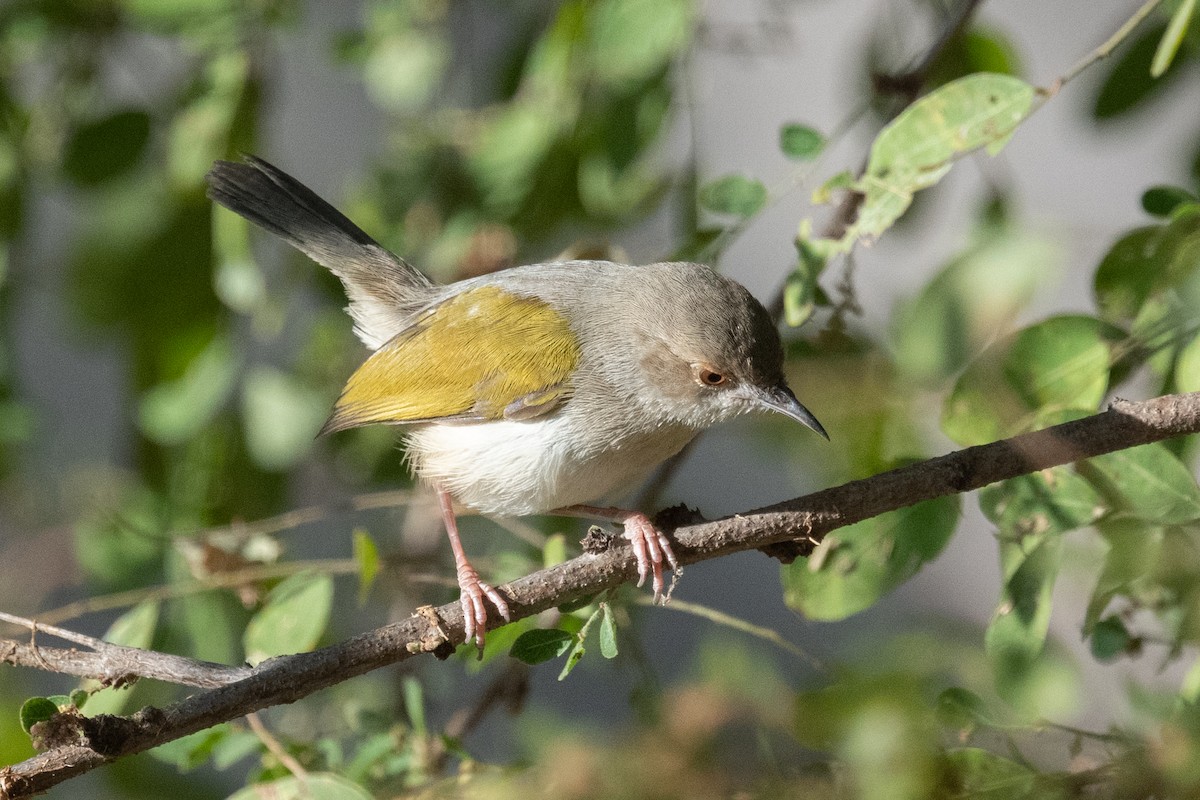 Green-backed Camaroptera (Gray-backed) - ML615275879