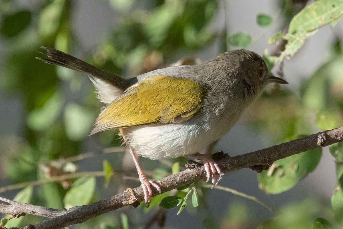 Green-backed Camaroptera (Gray-backed) - ML615275880