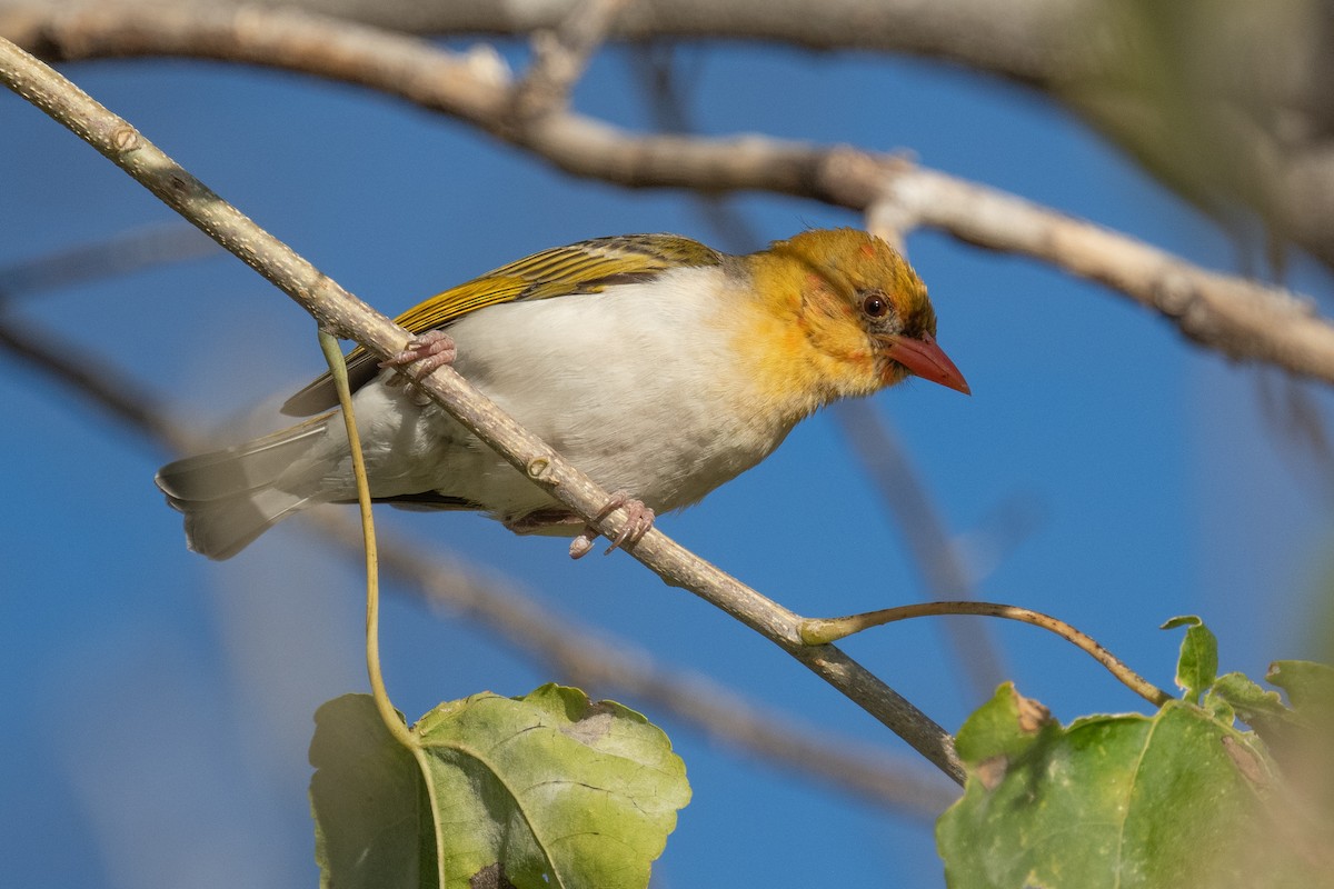 Red-headed Weaver - ML615275888