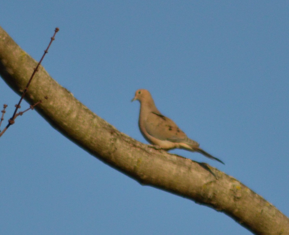 Mourning Dove - ML615275890