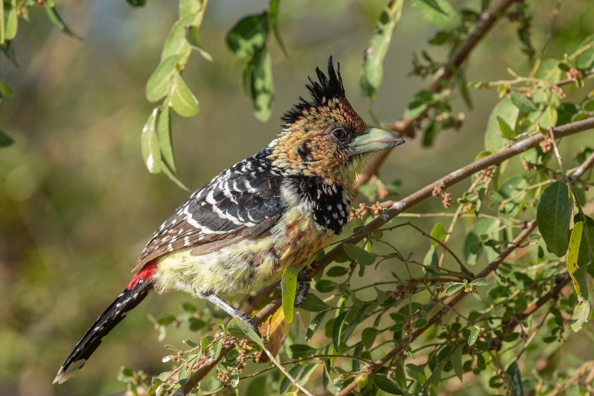 Crested Barbet - ML615275899