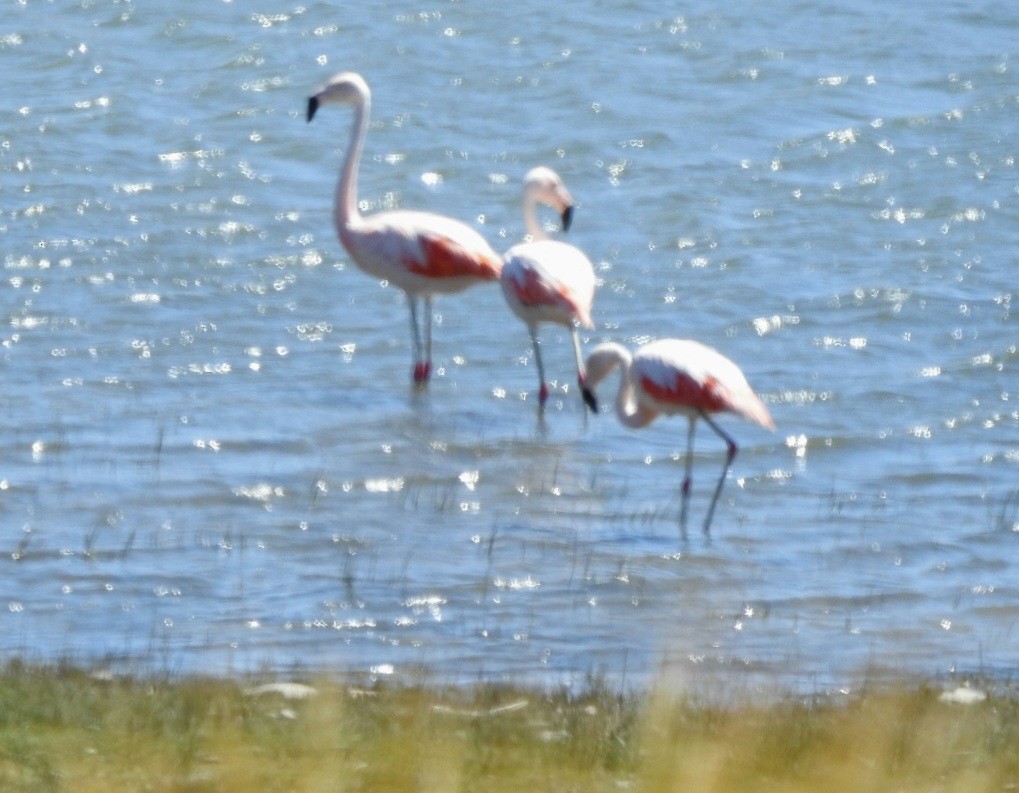 Chilean Flamingo - ML615275950