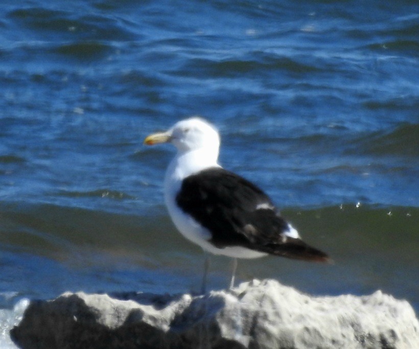 Kelp Gull - ML615275959