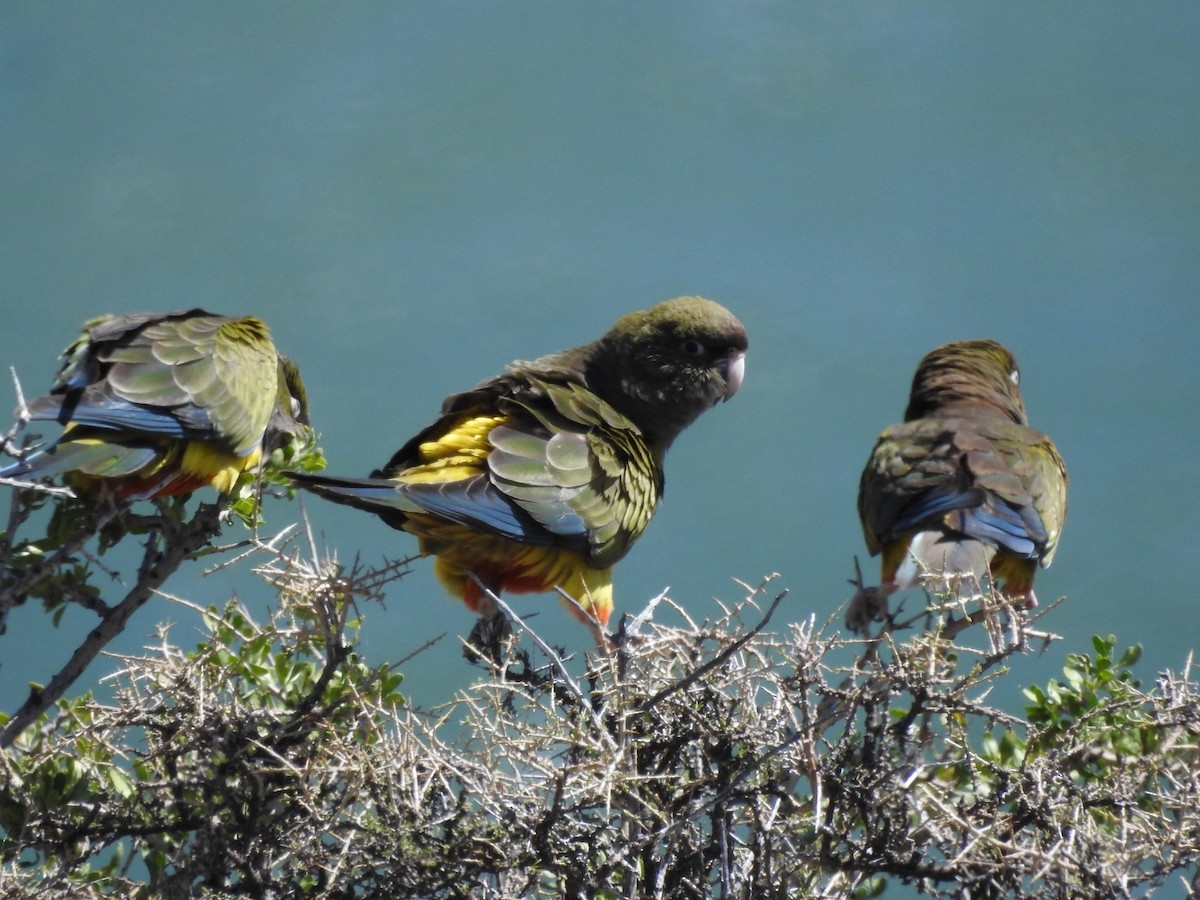 Conure de Patagonie - ML615276000