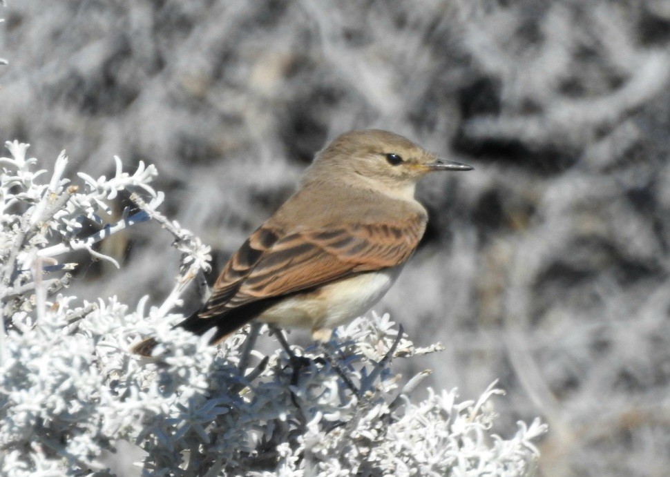 Spot-billed Ground-Tyrant - ML615276009