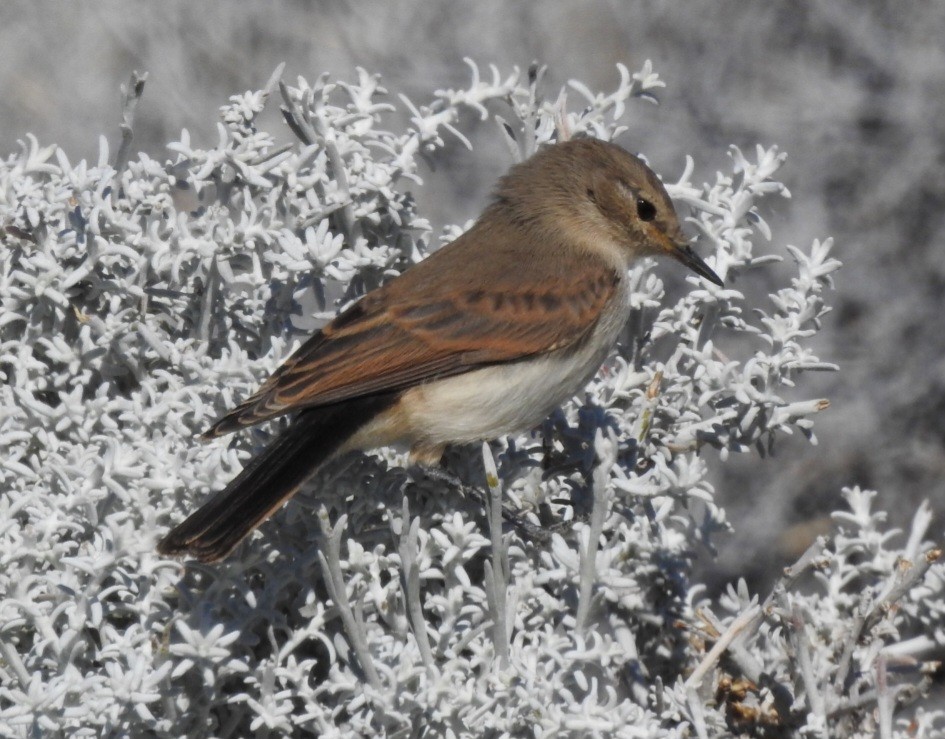 Spot-billed Ground-Tyrant - ML615276010