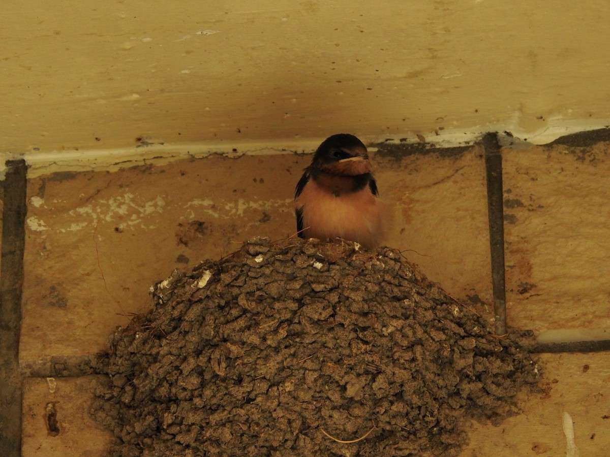 Barn Swallow - ML615276047