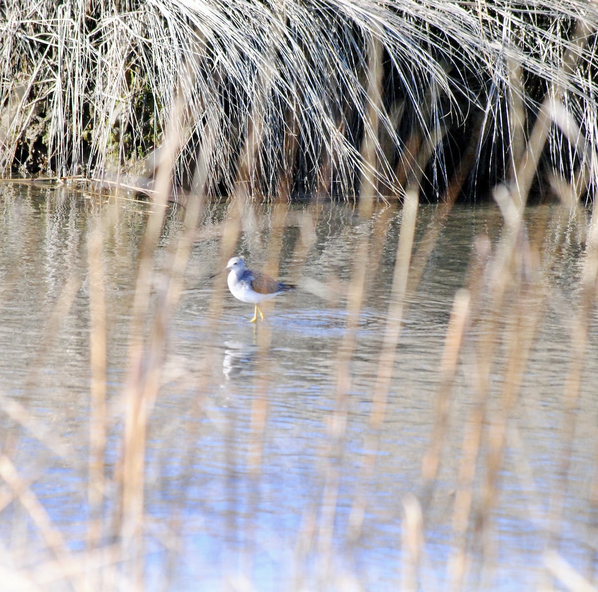 Greater Yellowlegs - ML615276048