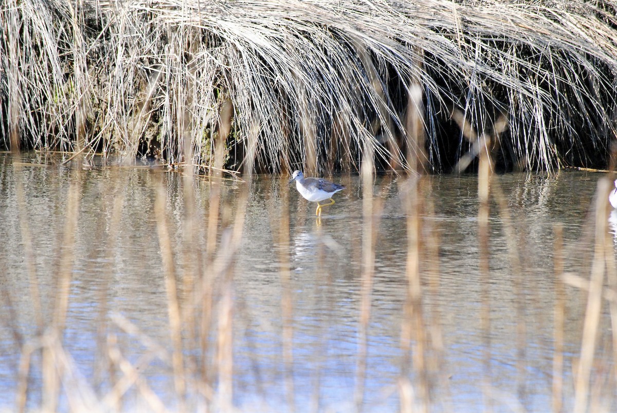 Greater Yellowlegs - ML615276049