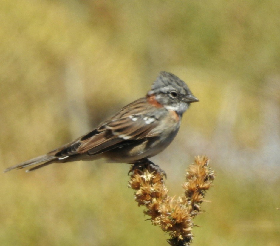 Rufous-collared Sparrow - ML615276056