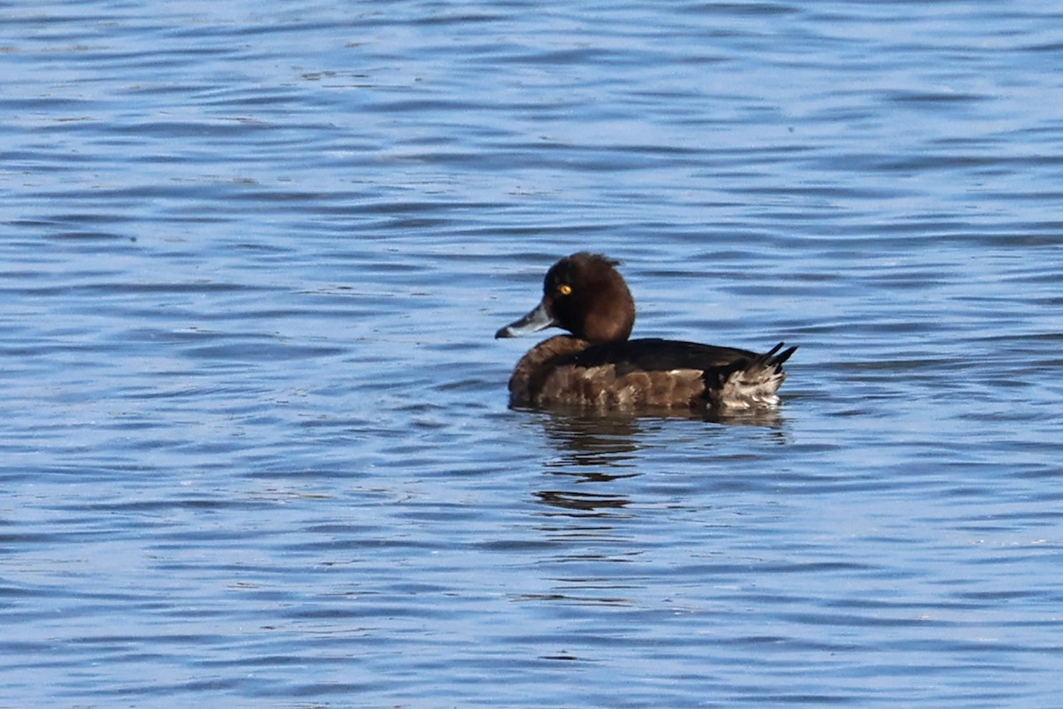 Tufted Duck - ML615276063