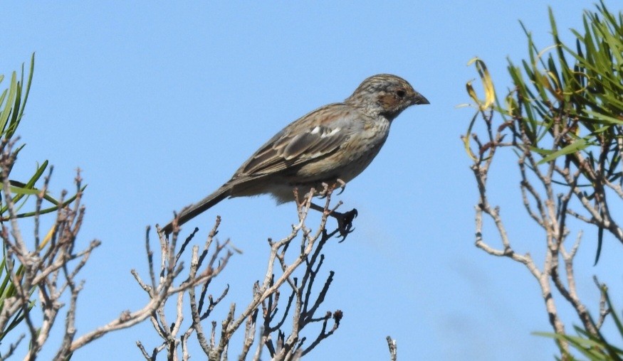 Mourning Sierra Finch - Fernando Muñoz