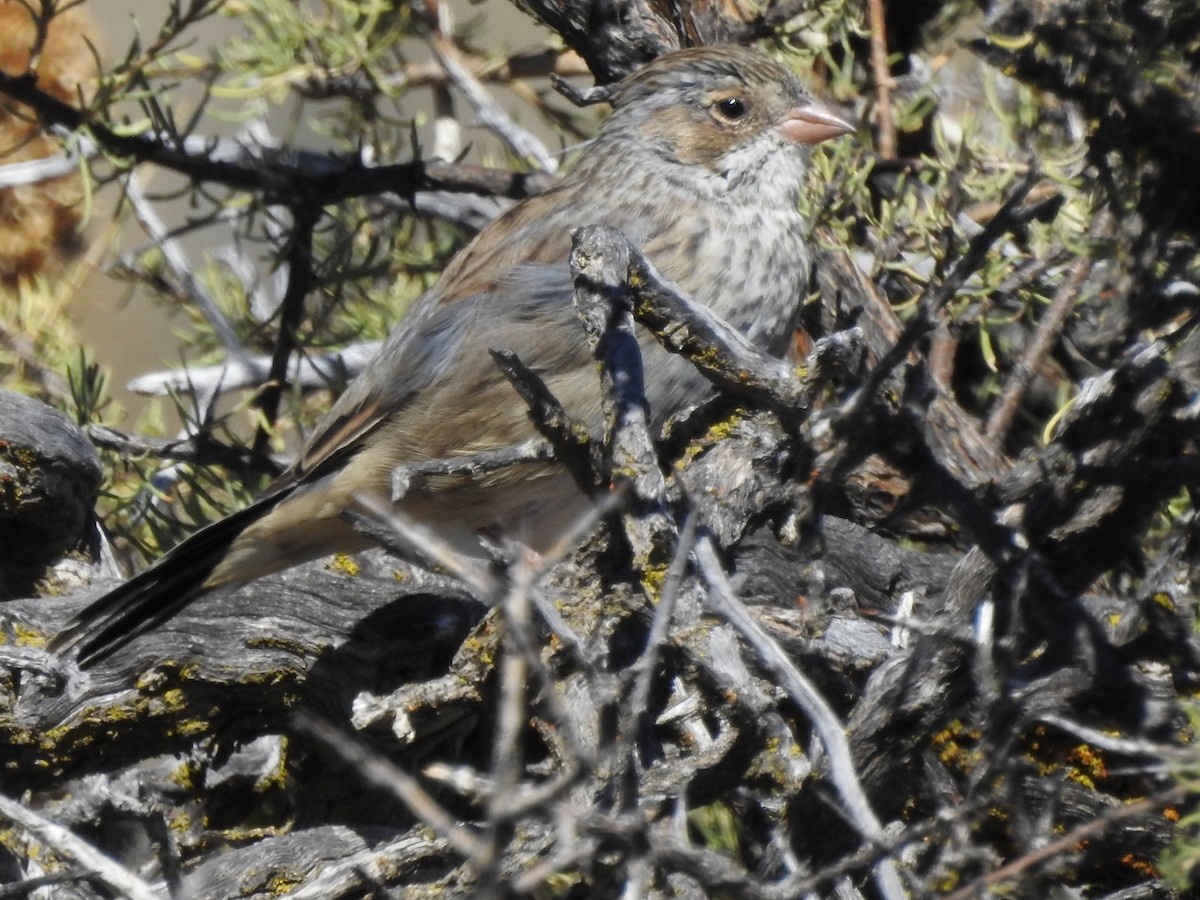 Mourning Sierra Finch - ML615276071