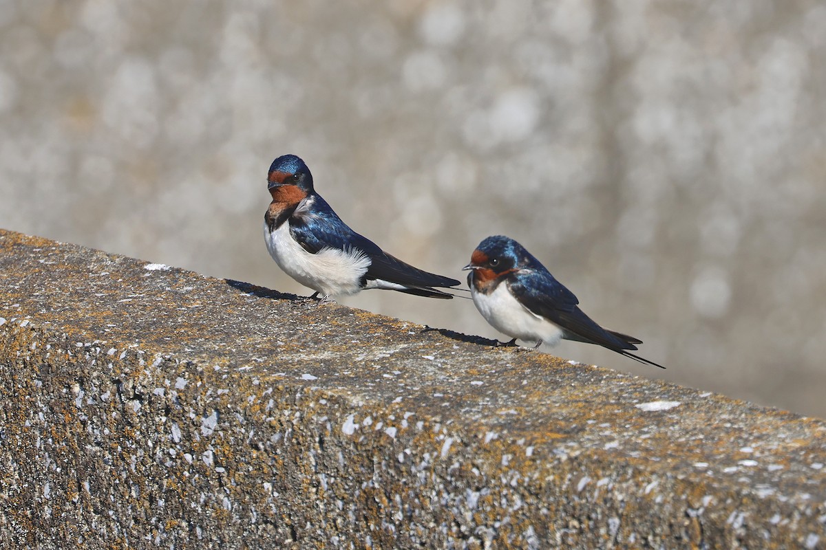 Barn Swallow (Buff-bellied) - ML615276078