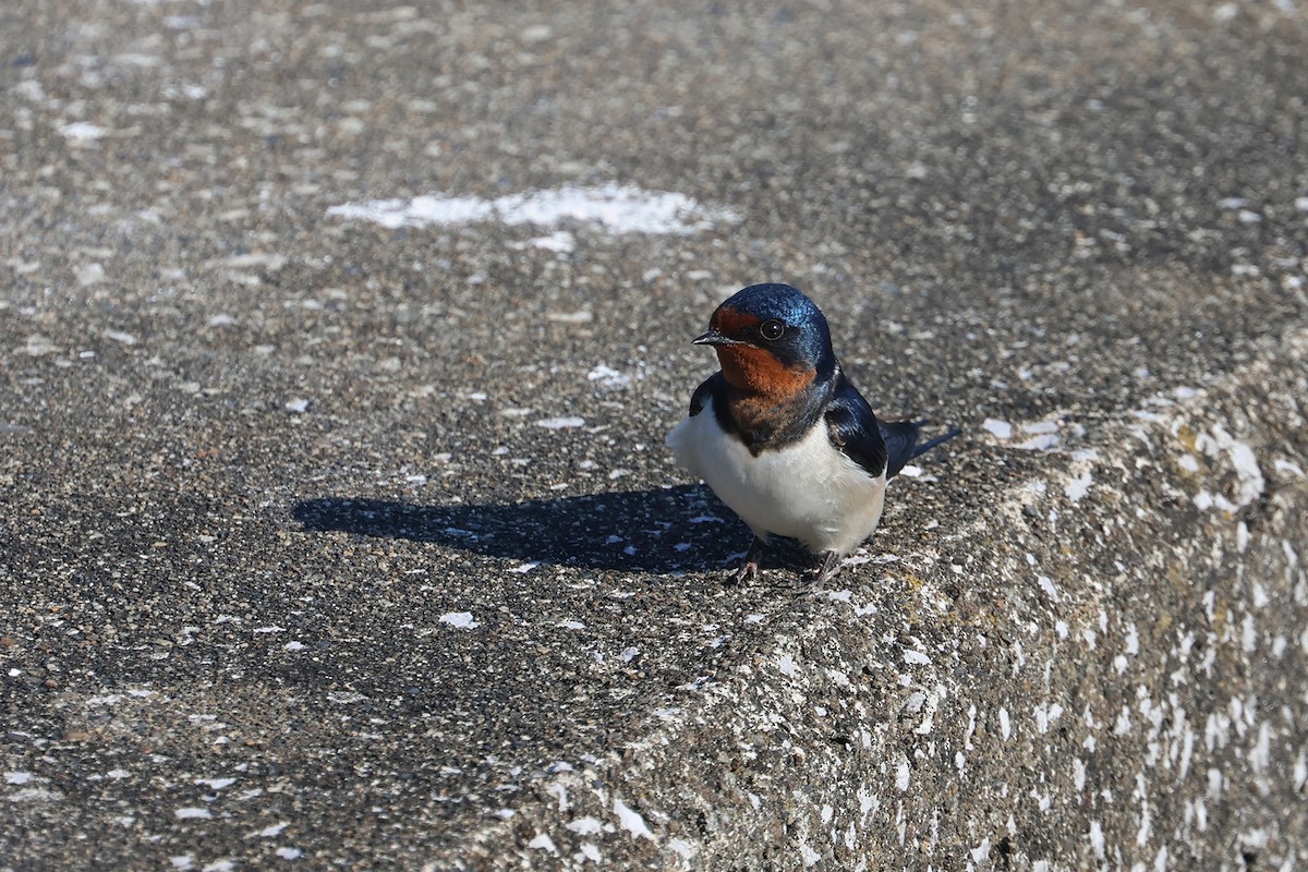 Barn Swallow (Buff-bellied) - ML615276079
