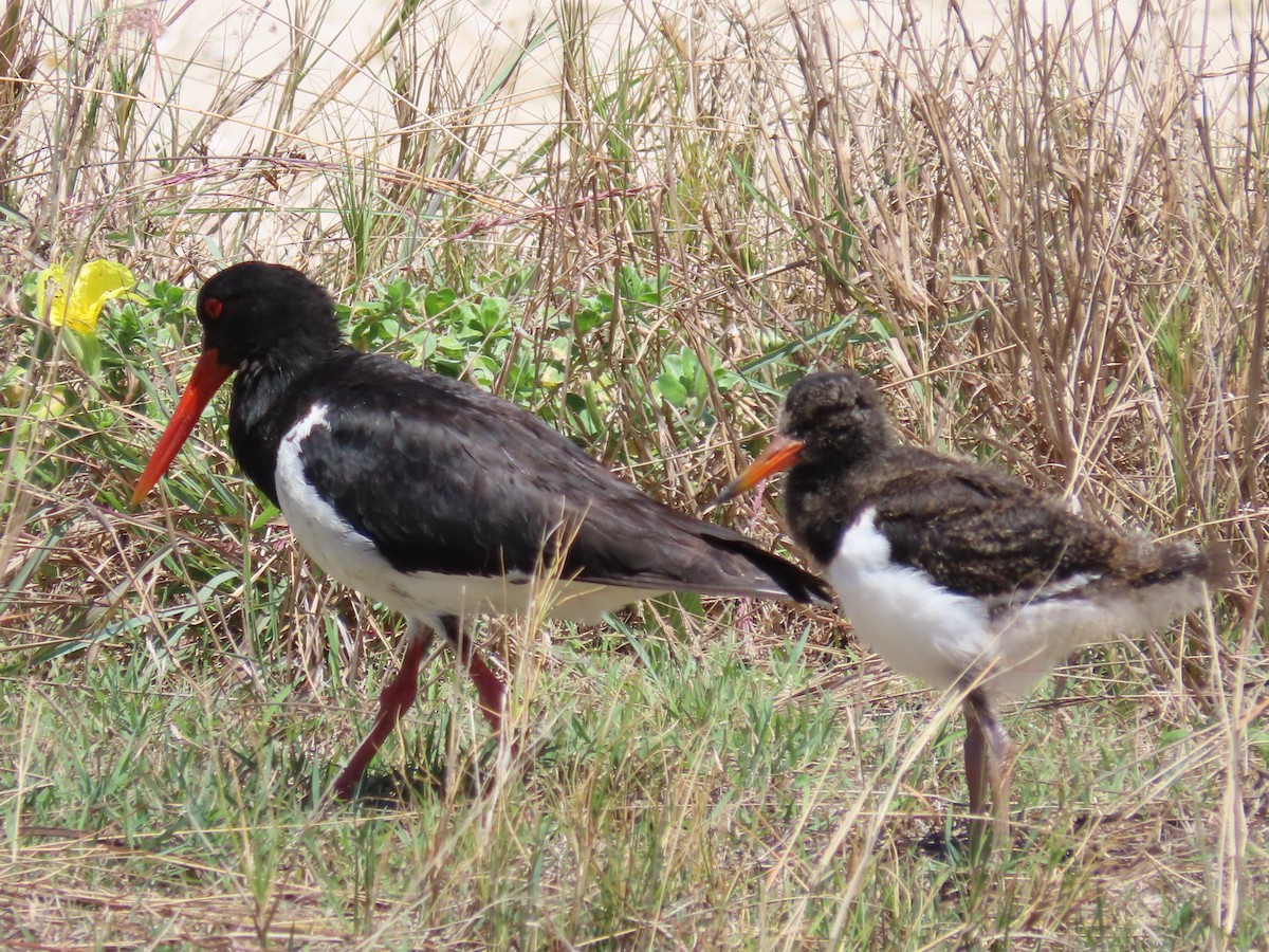 Pied Oystercatcher - Rolo Rodsey