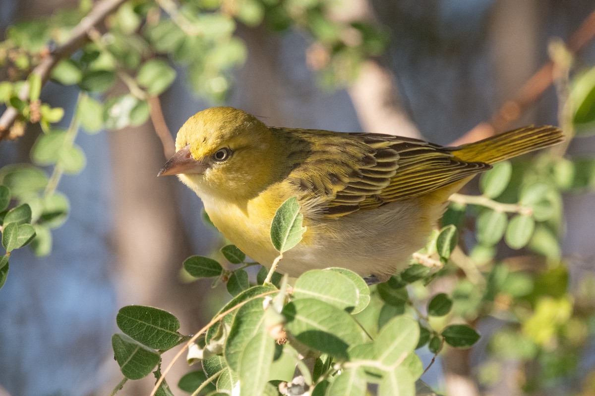 Lesser Masked-Weaver - ML615276132