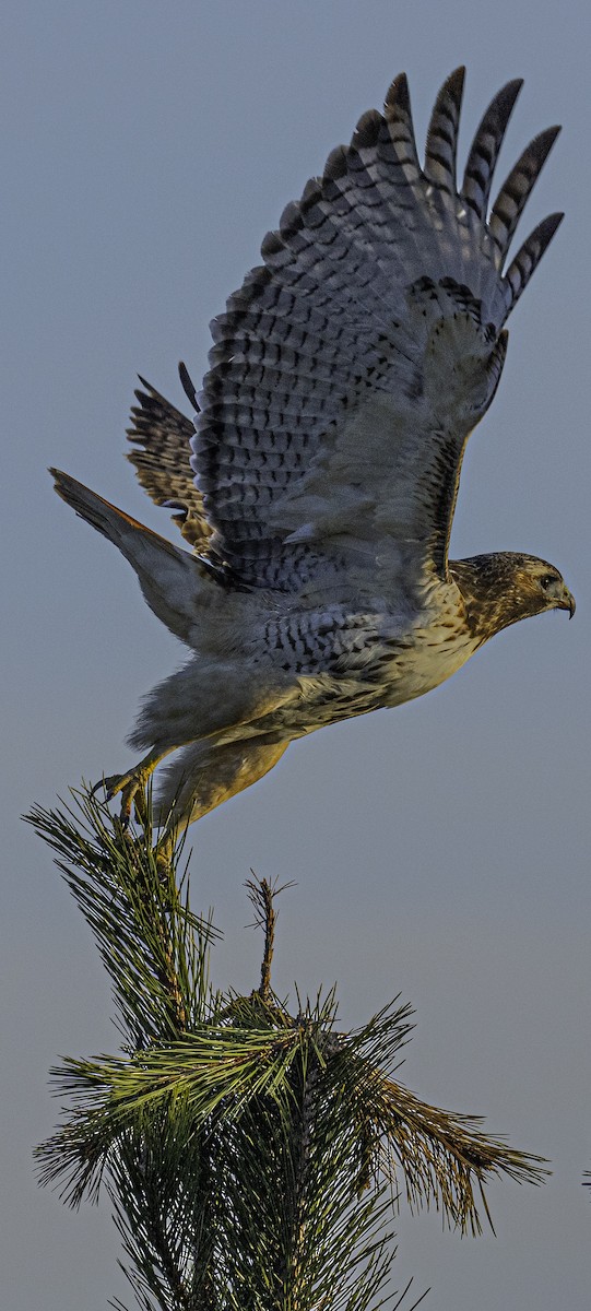 Red-tailed Hawk - ML615276158