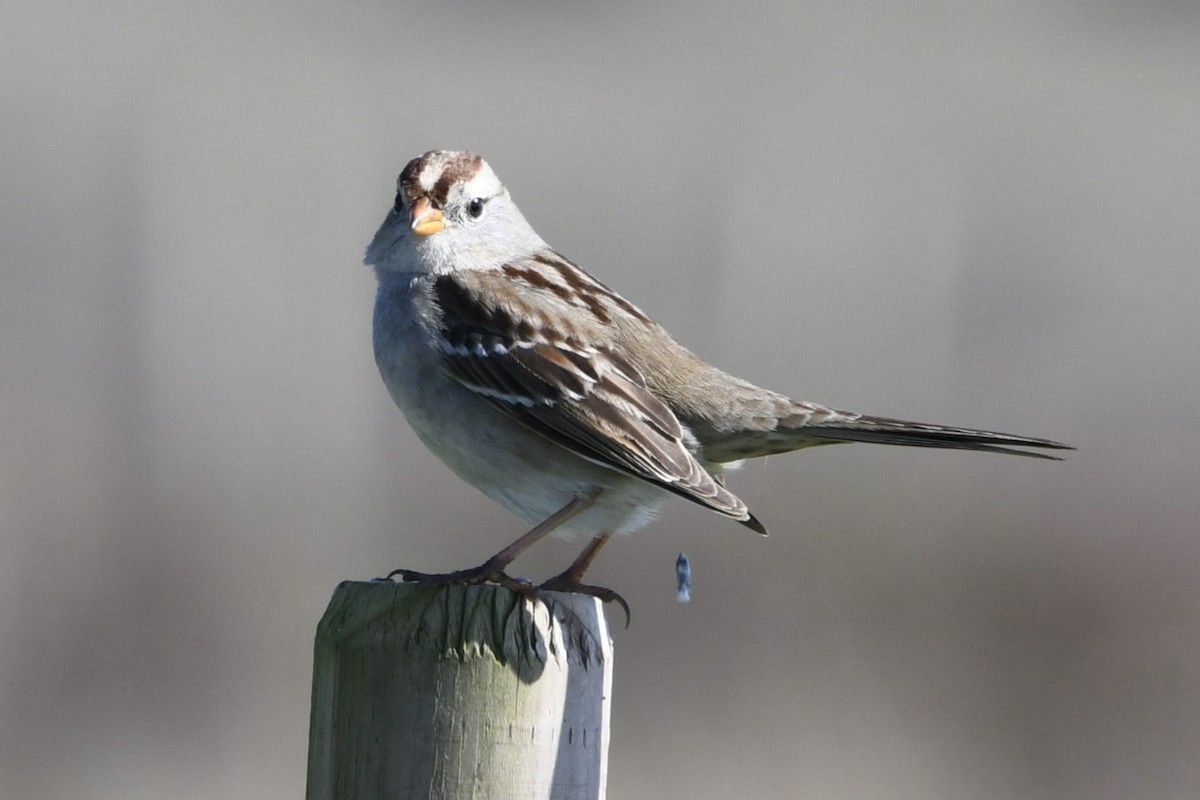 White-crowned Sparrow - ML615276201