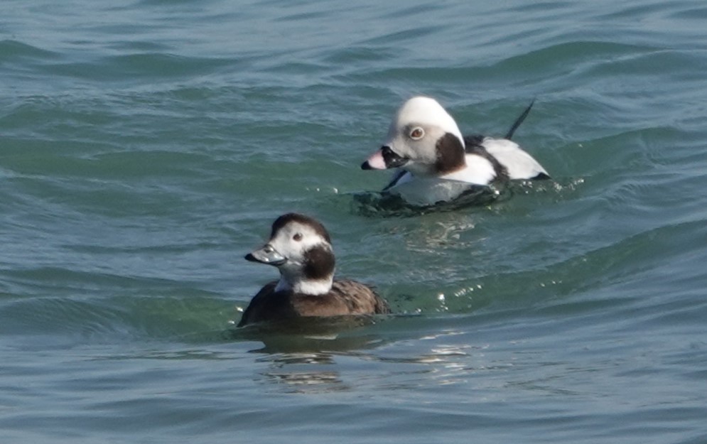Long-tailed Duck - ML615276203