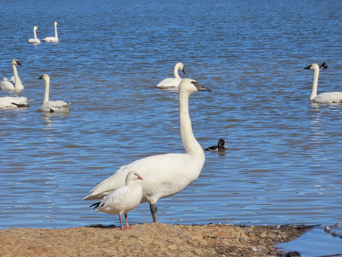 Ross's Goose - ML615276210