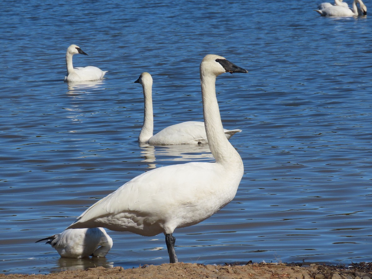 Trumpeter Swan - ML615276232