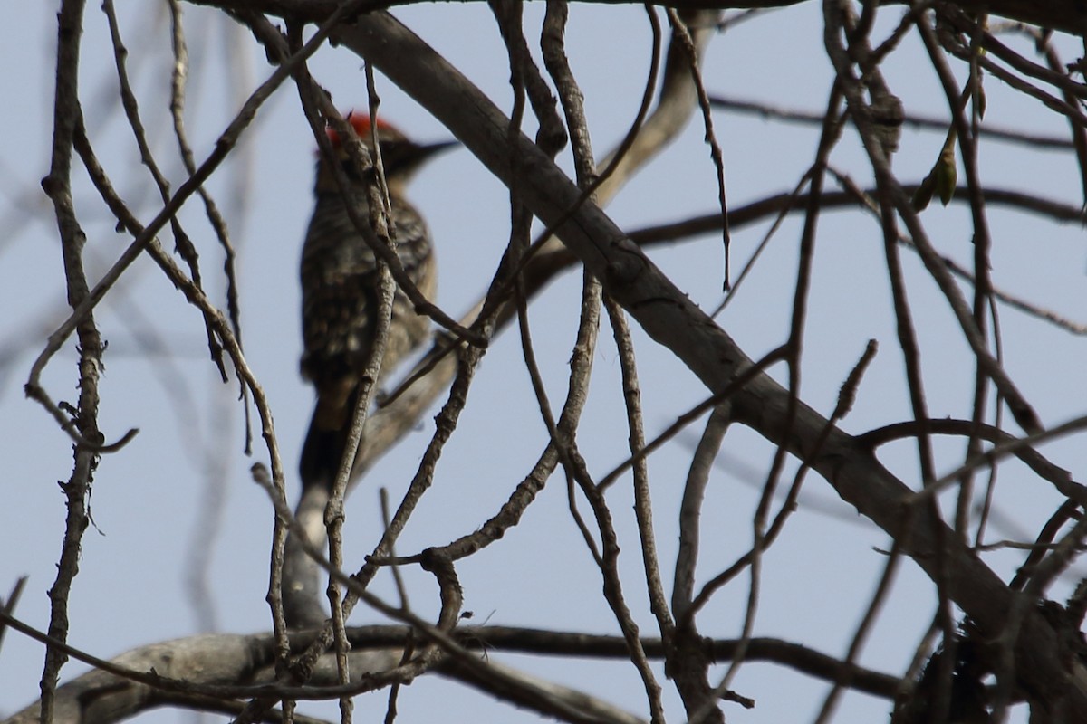 Ladder-backed Woodpecker - ML615276248