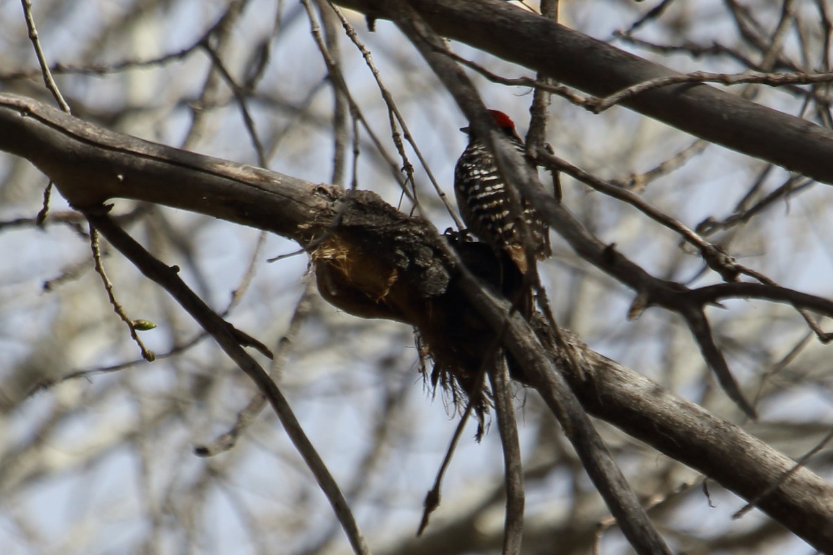 Ladder-backed Woodpecker - gord smith