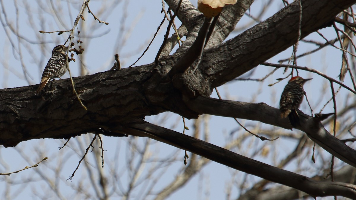 Ladder-backed Woodpecker - ML615276250