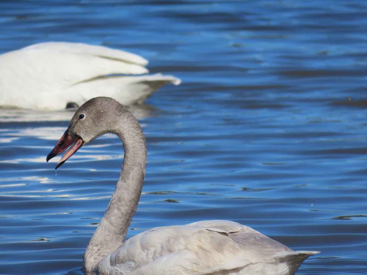 Tundra Swan - ML615276266