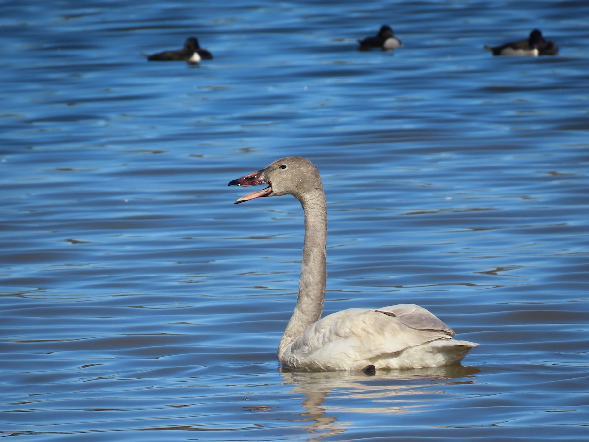 Tundra Swan - ML615276267